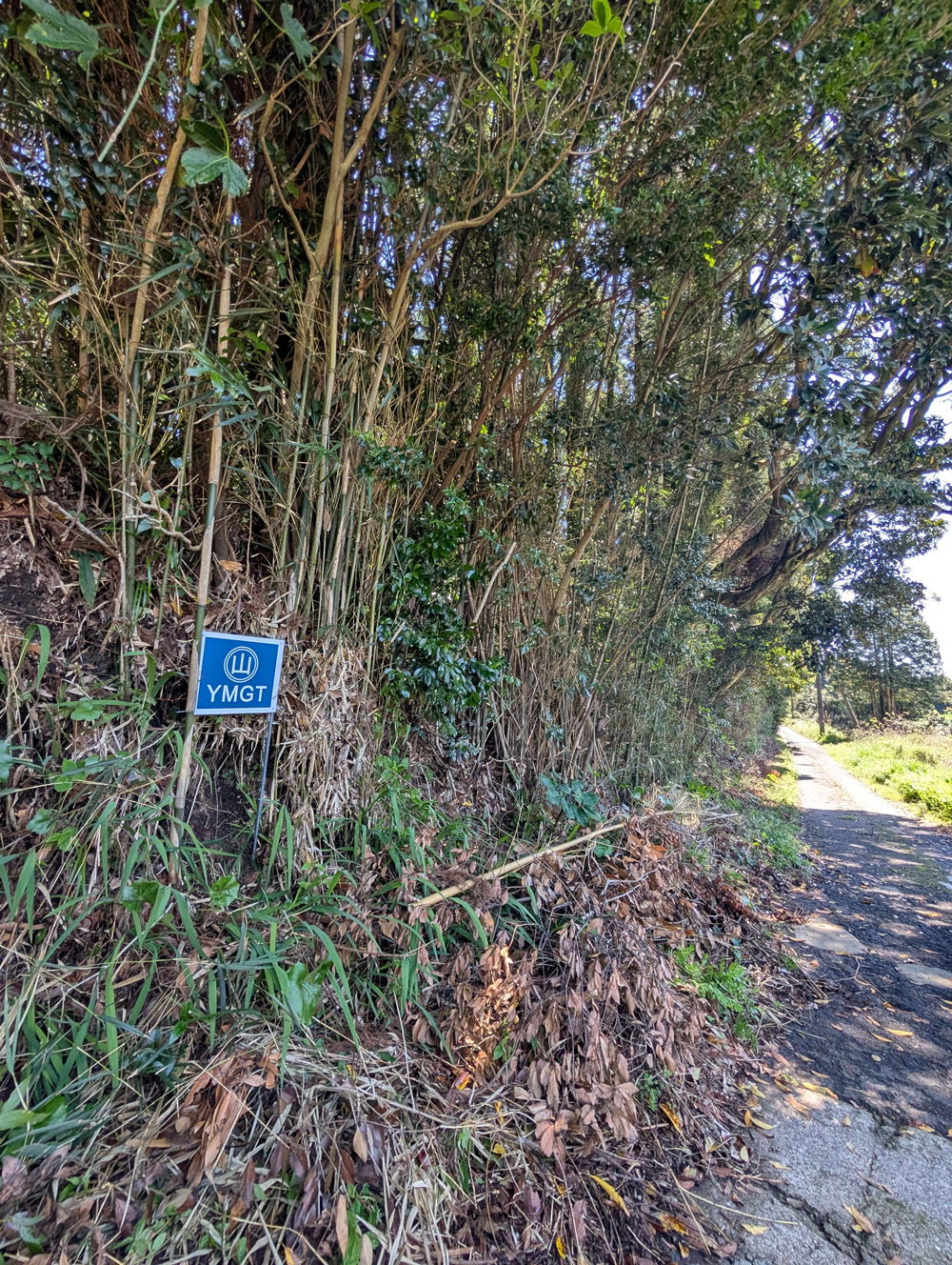 鹿児島県霧島市の社有林の様子