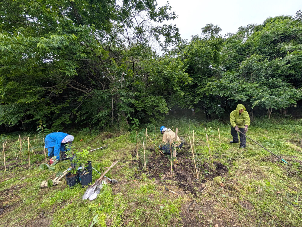 共生の森の斜面で、苗木の周りにかがんで植樹作業をする参加者