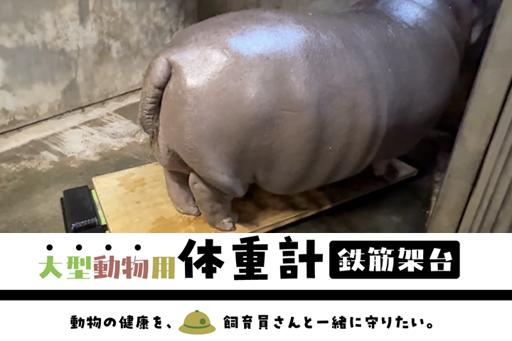 大型動物用体重計鉄筋架台