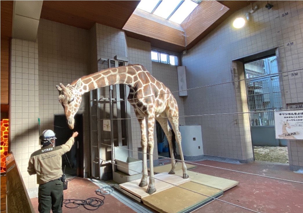 （画像）大型動物用体重計鉄筋架台で計測するアミメキリン