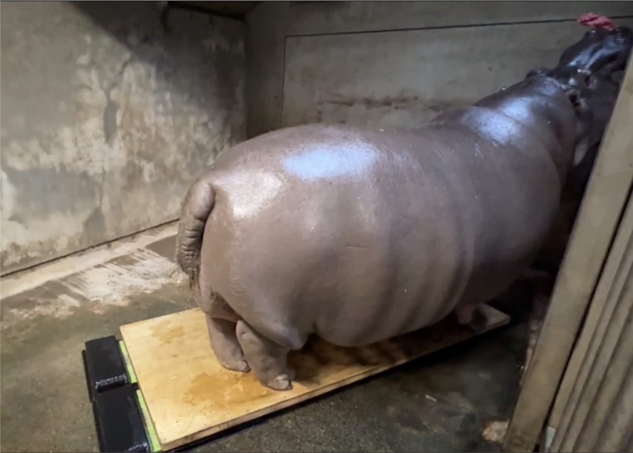 （画像）大型動物用体重計鉄筋架台に載るカバのゲンちゃん