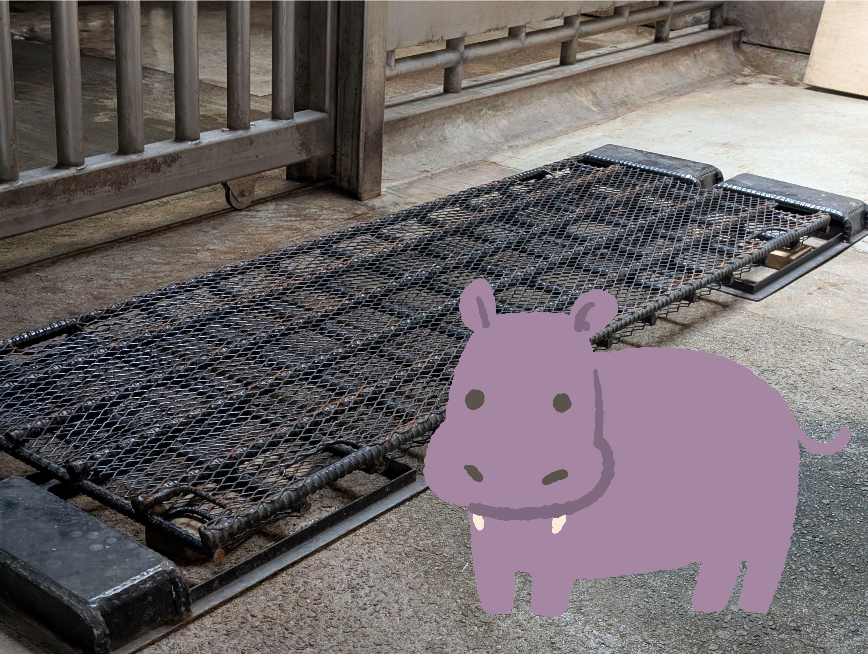 （画像）カバサイズ用の大型動物用体重計鉄筋架台