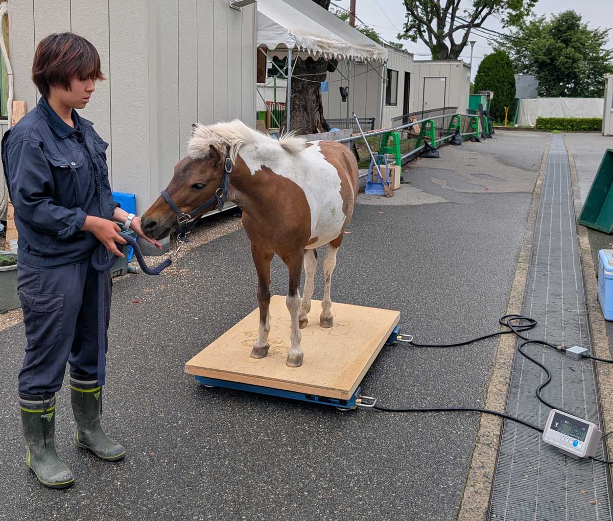 （画像）五月山動物園様の計測